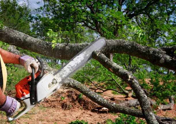 How Our Tree Care Process Works  in  Eden, TX